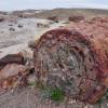 Troncos petrificados há mais de 200 milhões de anos no Petrified Forest National Park, no Arizona - Estados Unidos